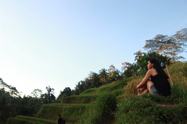 rice field ubud bali indonesia