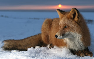 Red Foxes Wallpapers