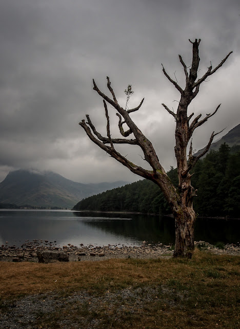 Photo of a dead lone tree on the shores of Lake Buttermere