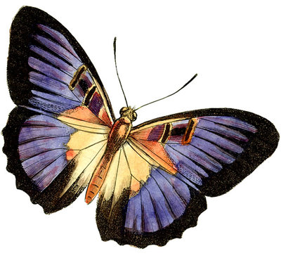 Butterfly clip art free