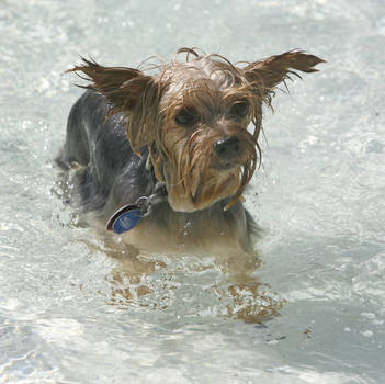 mini yorkshire terrier dogs