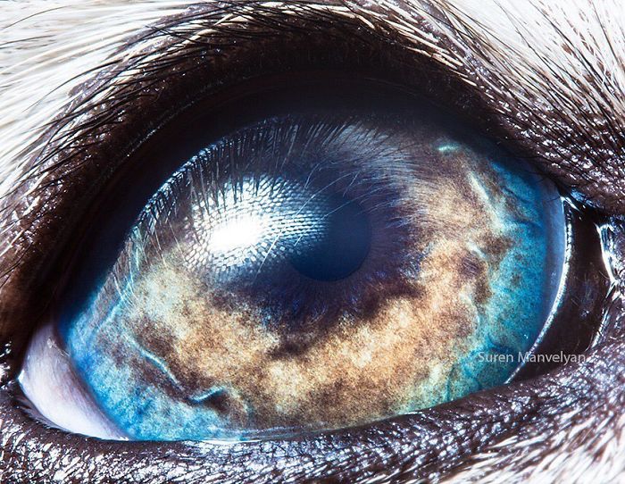 Long-Eared Owl Eyes Close Up Photograph