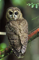 Burung hantum,jenis burung hantu,Sunda Scops-Owl