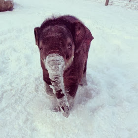Funny animals of the week - 13 December 2013 (40 pics), baby elephant in snow