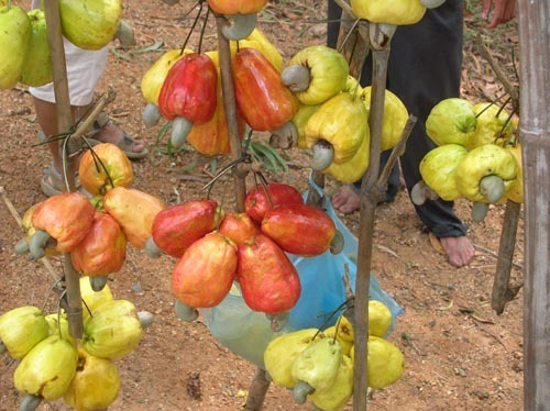 Cashew production in Mozambique to total 110,000 tons