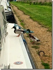 IMG_0805