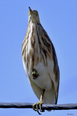"Indian Pond-Heron - Ardeola grayii, perched on a cable,overlooking the stream below."