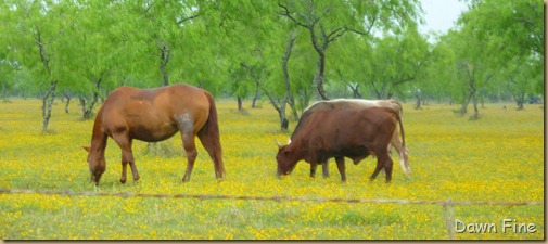 yellow flower farm_014