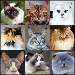 Check out best cat pictures sorted by most popular breeds