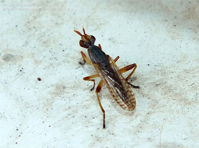 http://www.biodiversidadvirtual.org/insectarium/Dichetophora-sp.-img946907.html