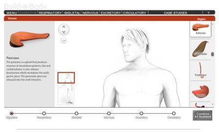 Estudiar el cuerpo humano en internet, Build a Body