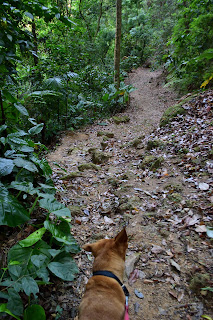 dog on trail in Costa Rica