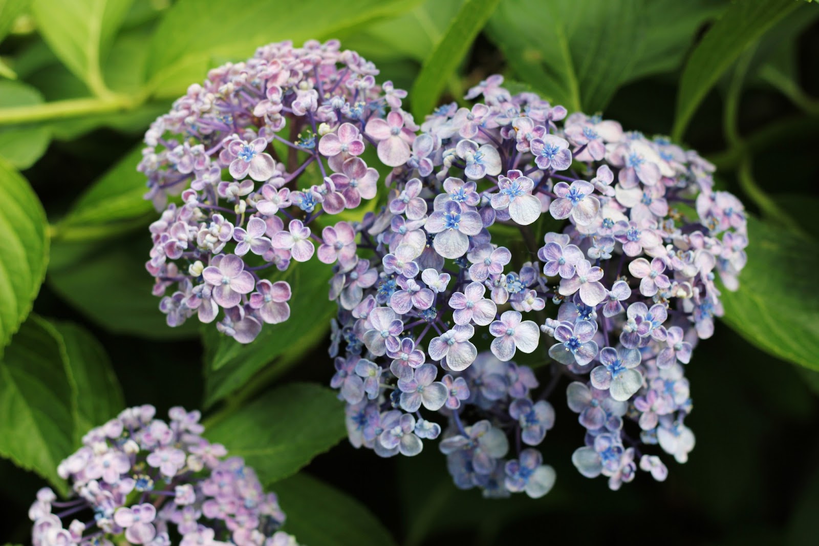 bleu hydrangea: July 2013