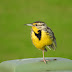 Meadowlark On Kauai