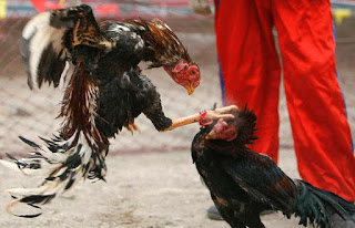 CARA MENGATASI AYAM HILANG MENTAL KEBERANIAN