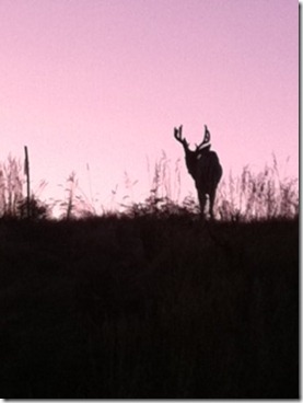 Buffalo Buck