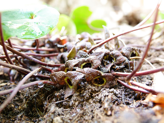 Asarum nipponicum