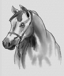 Arabian Horse Drawing Digital Artwork