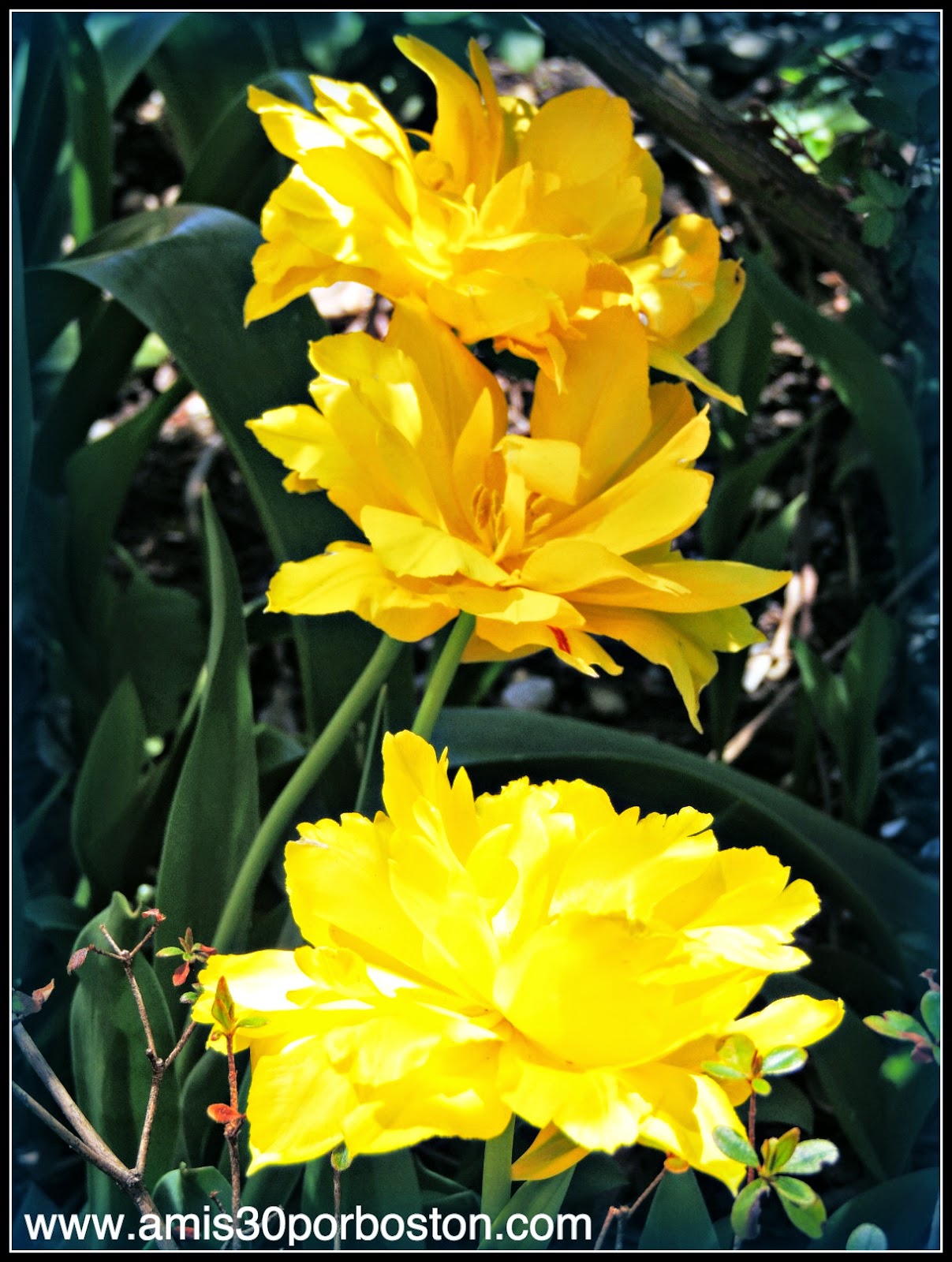 Primavera 2014: Flores de Boston