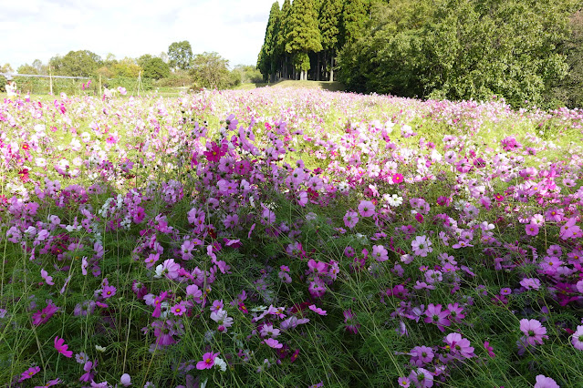 鳥取県西伯郡南部町鶴田　とっとり花回廊　秘密の花園