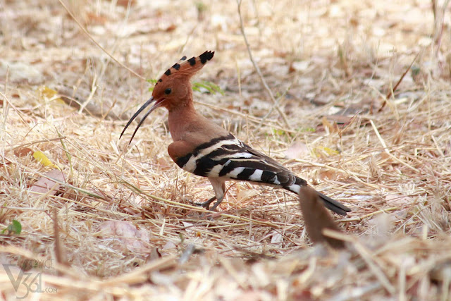 ‎Hoopoe, patrolling the grounds