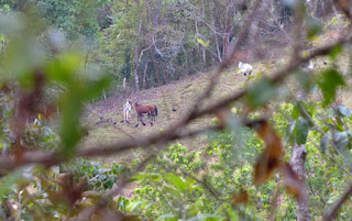 white cows, a brown horse and many vultures in a grass pasture