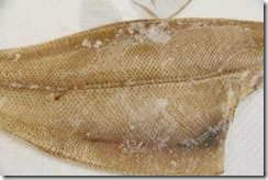 IMG_2579 IMG_2579