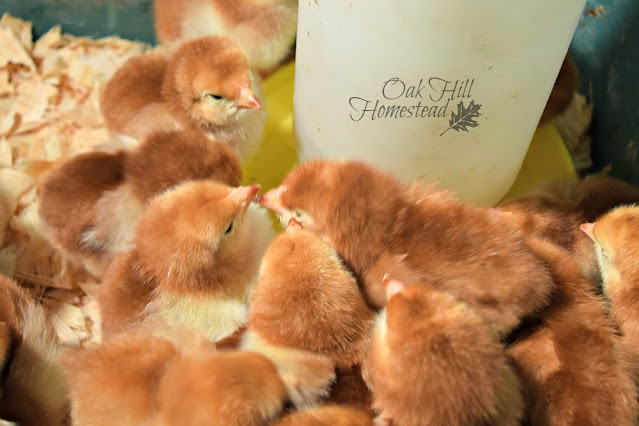 Day-old Rhode Island red chicks