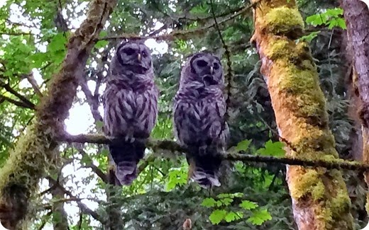 owl3