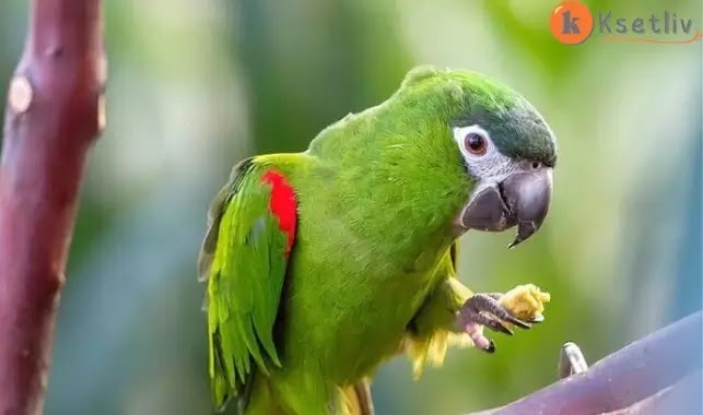 Secrets and wonders about the Macaw Parrot