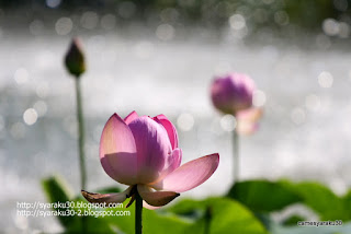 ハスの花の写真