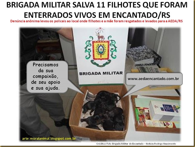BRIGADA MILITAR SALVA 11 FILHOTES QUE FORAM ENTERRADOS