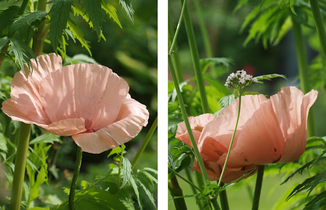 Papaver orientale “Prinzessin Victoria Louise”