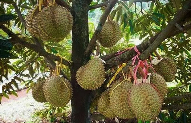 agar pohon durian berbuah lebat