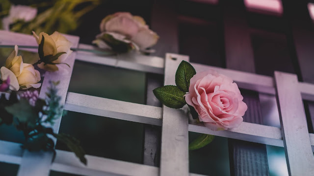 Beautiful Roses HD Wallpaper