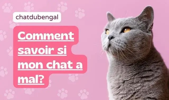 Comment savoir si mon chat a mal?