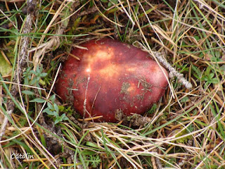 Russula badia DSC128992