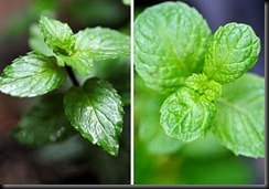peppermint vs spearmint