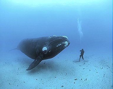 blue-whale-largest-animal
