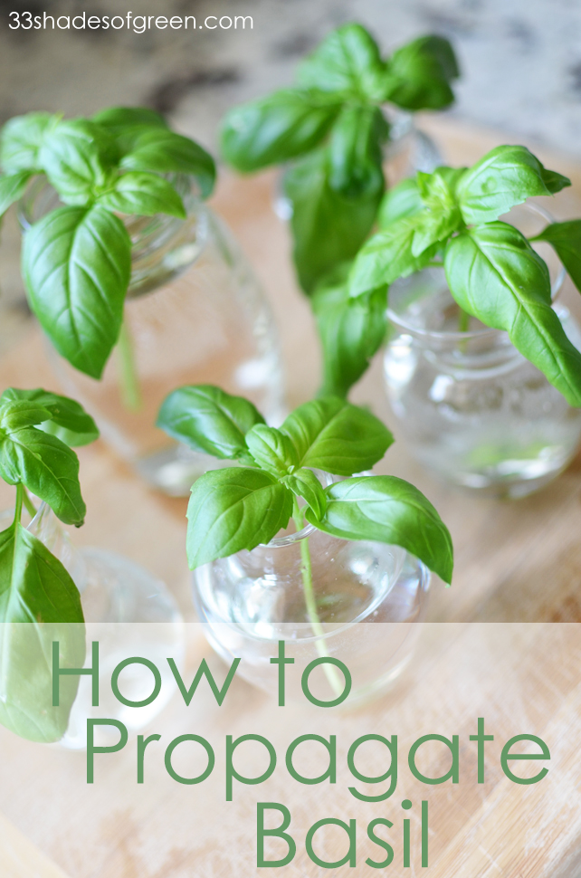 33 Shades of Green: How to Propagate Basil