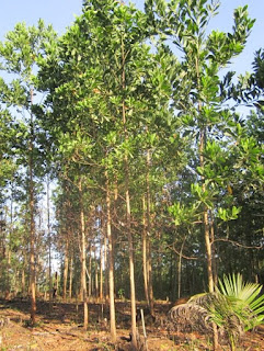 manguim tree, paper tree, money paper tree