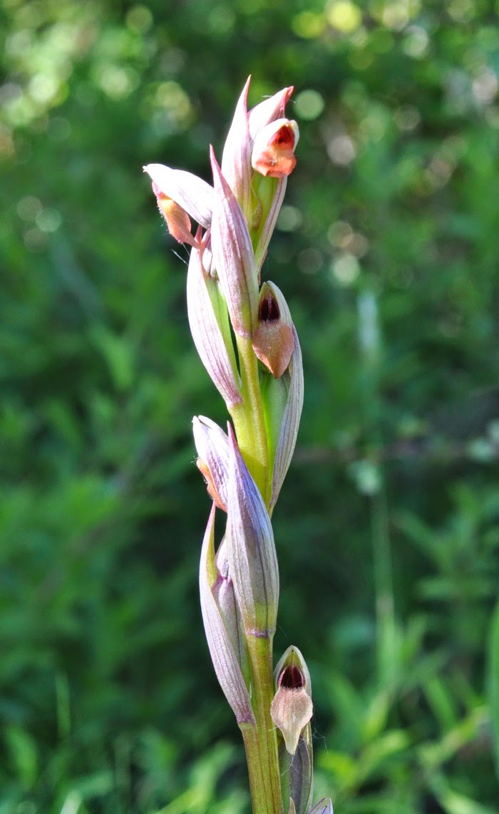 Sérapias à petites fleurs