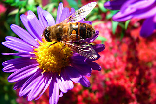 Insekten, insekte, insektet, intsektuak, insekti, Насекоми, insekter, insects, Putukad, Hyönteiset, insectes, έντομα, serangga, feithidí, skordýr, insetti, 