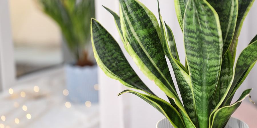 Snake Plant (Sansevieria)