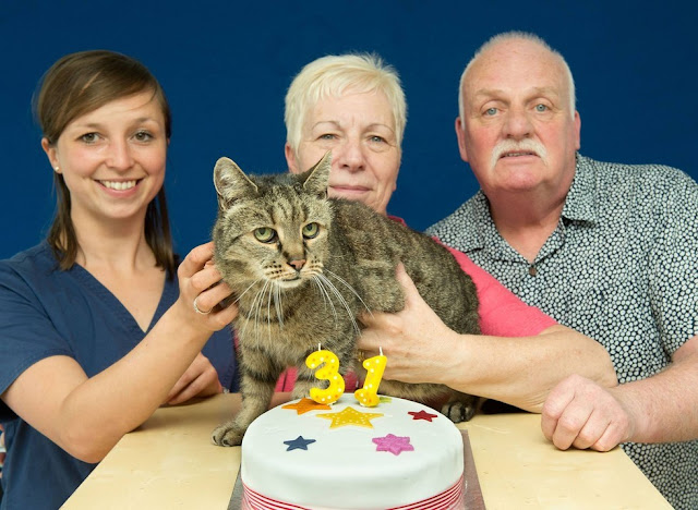 31-year-old Cat, Who Chose His Humans 26 Years Ago, is Still Going Strong