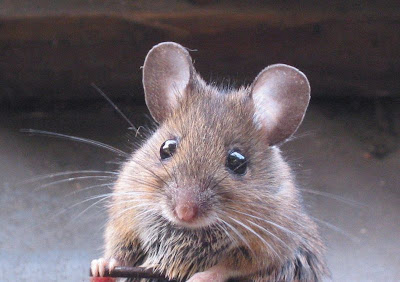 cara menghapuskan tikus