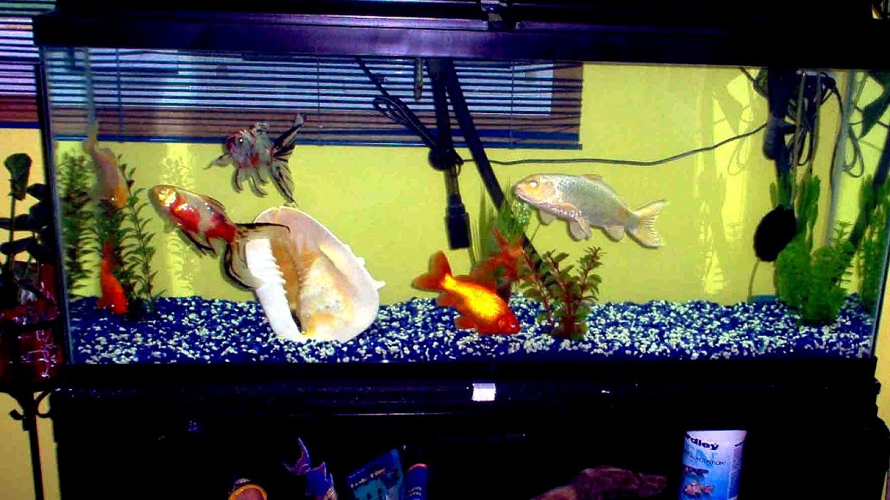 How To Clean A 55 Gallon Fish Tank