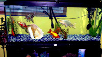 How To Clean A 55 Gallon Fish Tank
