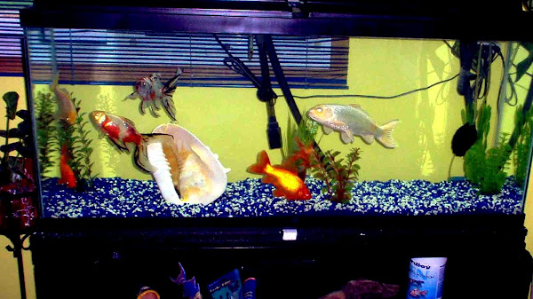 How To Clean A 55 Gallon Fish Tank