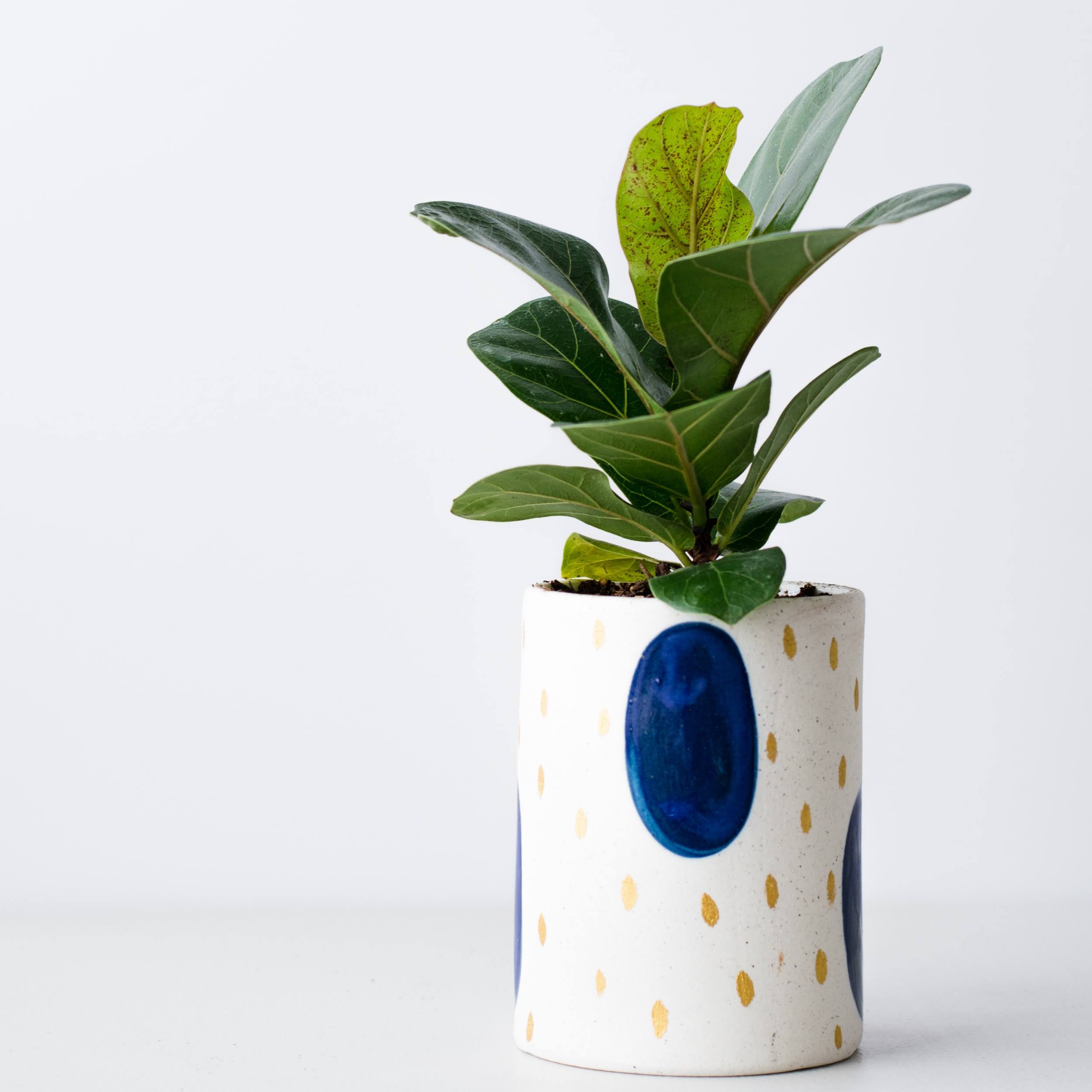 Mini Fiddle Leaf Fig | Photo by Kelsey Brown via Unsplash